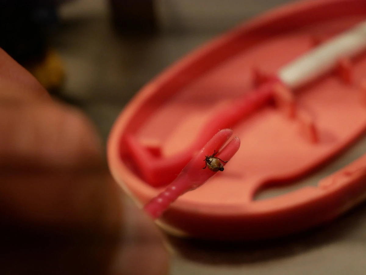 Clipbox Tick Twister 13 Clipbox Tick Twister – Image 11